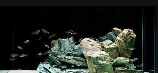 枣阳市鸿川水族馆 水族用品与日用杂品的完美结合