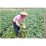 广州市番禺区汇农福农产品销售专业合作社 您的安心食材与农业服务专家